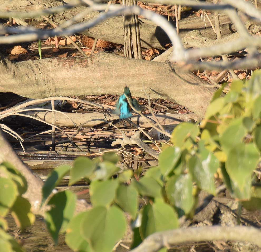 f:id:tonji44:20191208214927j:plain