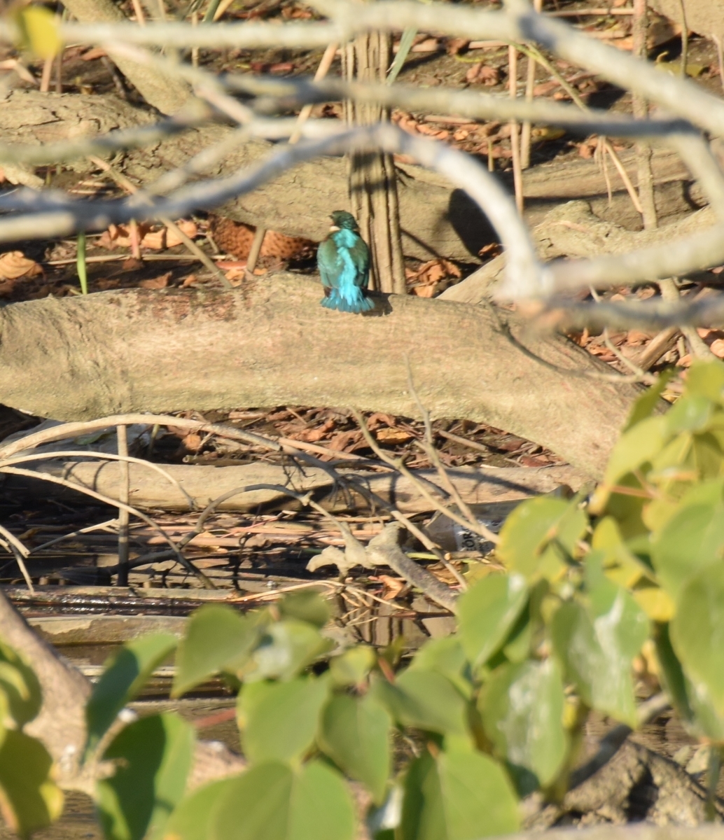 f:id:tonji44:20191208215040j:plain