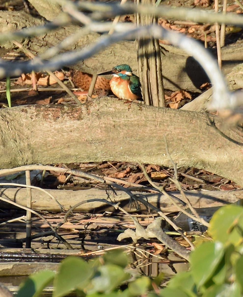 f:id:tonji44:20191208215105j:plain