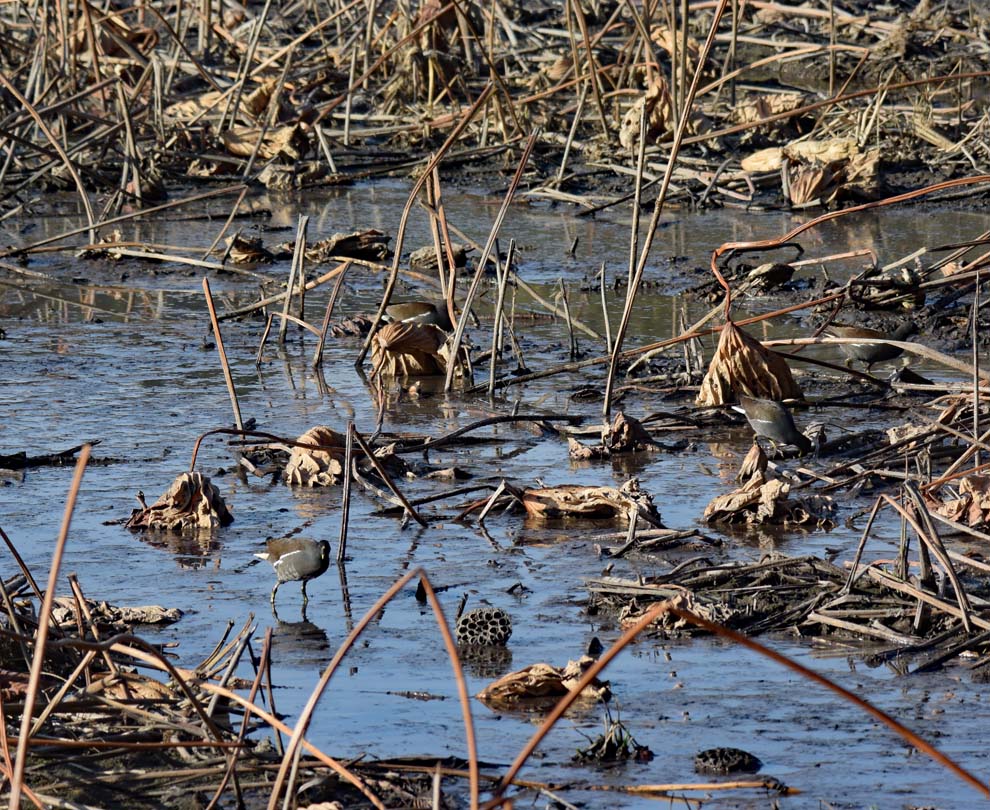 f:id:tonji44:20191216175924j:plain f:id:tonji44:20191216175924j:plain