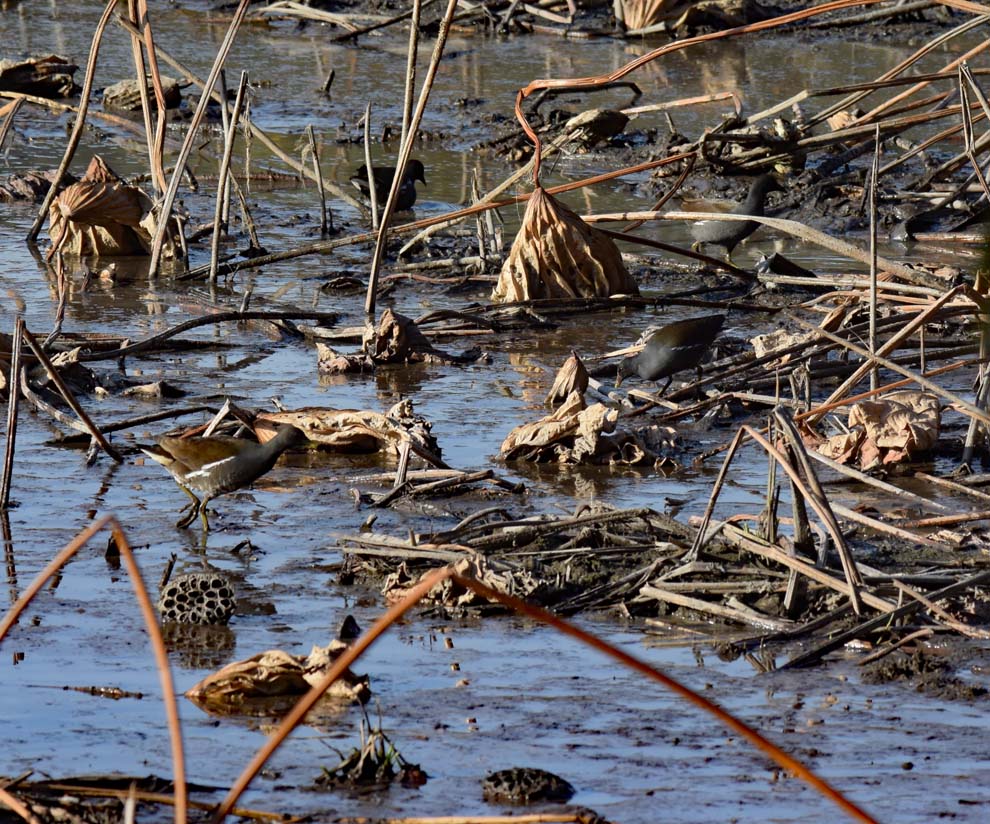 f:id:tonji44:20191216175943j:plain f:id:tonji44:20191216175943j:plain