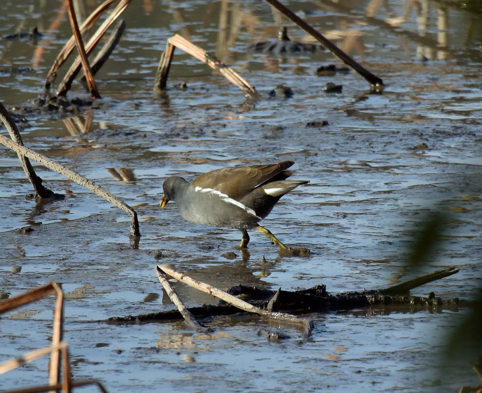 f:id:tonji44:20191216180138j:plain f:id:tonji44:20191216180138j:plain