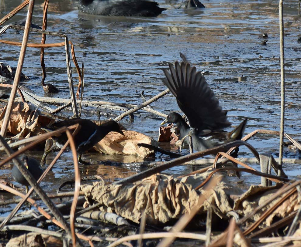 f:id:tonji44:20191216180154j:plain f:id:tonji44:20191216180154j:plain