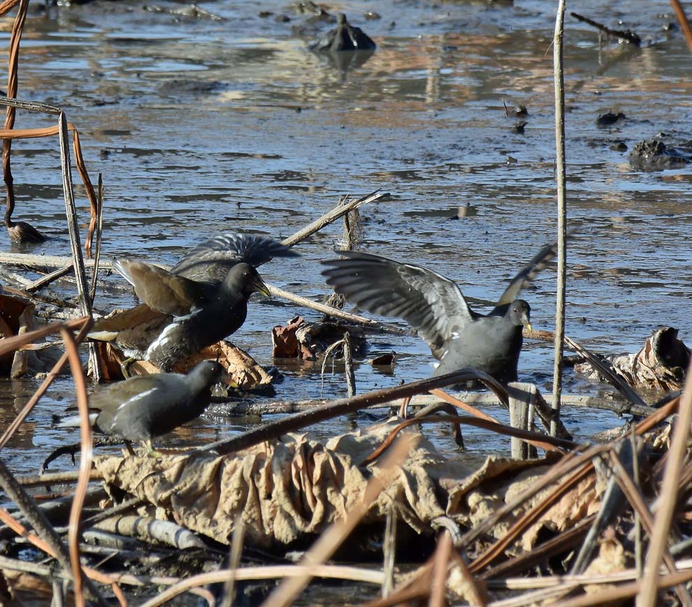 f:id:tonji44:20191216180237j:plain f:id:tonji44:20191216180237j:plain