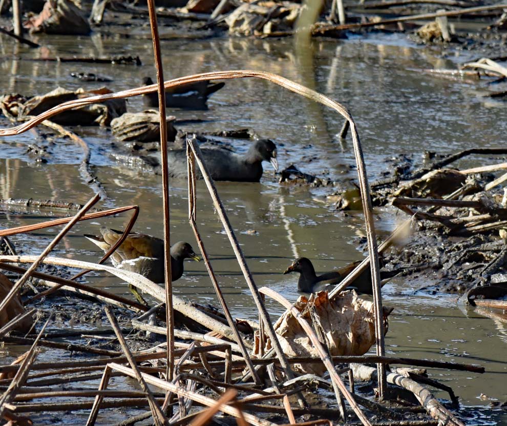 f:id:tonji44:20191216180302j:plain f:id:tonji44:20191216180302j:plain