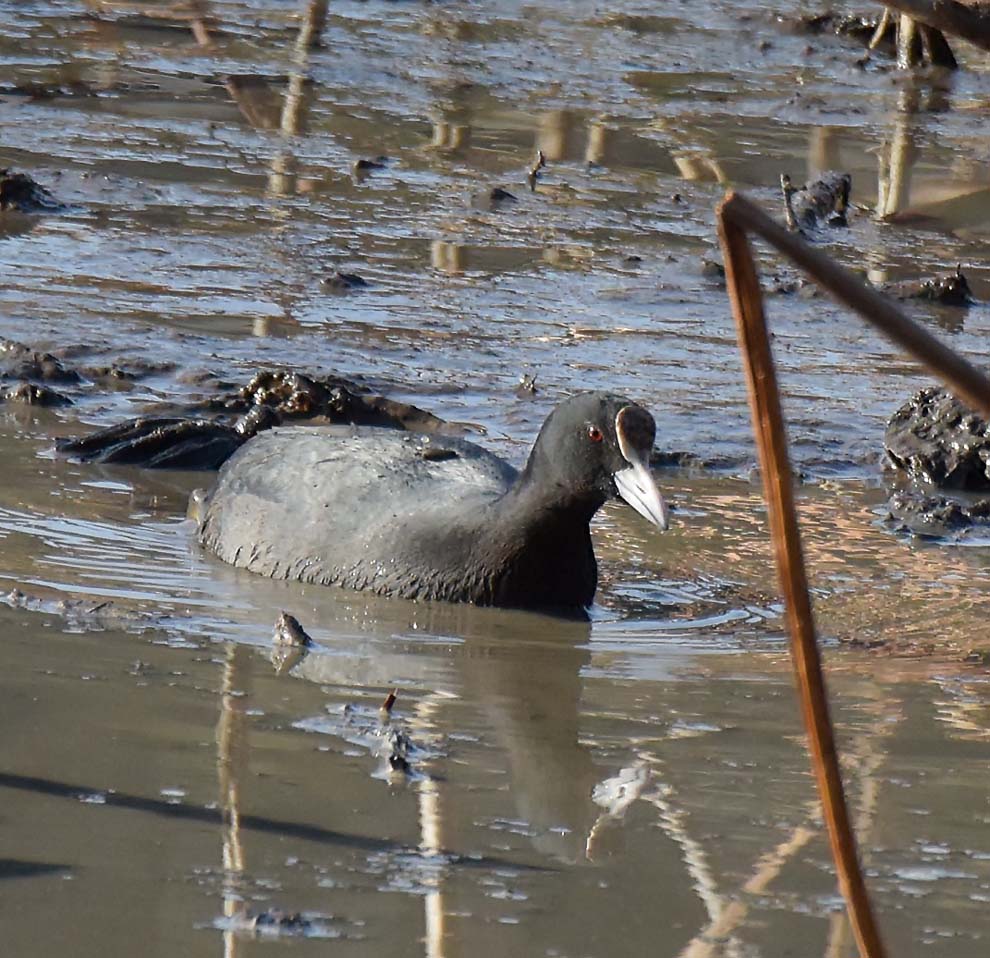 f:id:tonji44:20191216180319j:plain f:id:tonji44:20191216180319j:plain