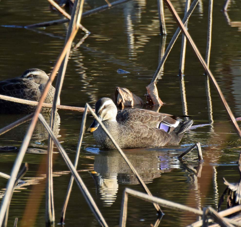 f:id:tonji44:20191216180351j:plain f:id:tonji44:20191216180351j:plain