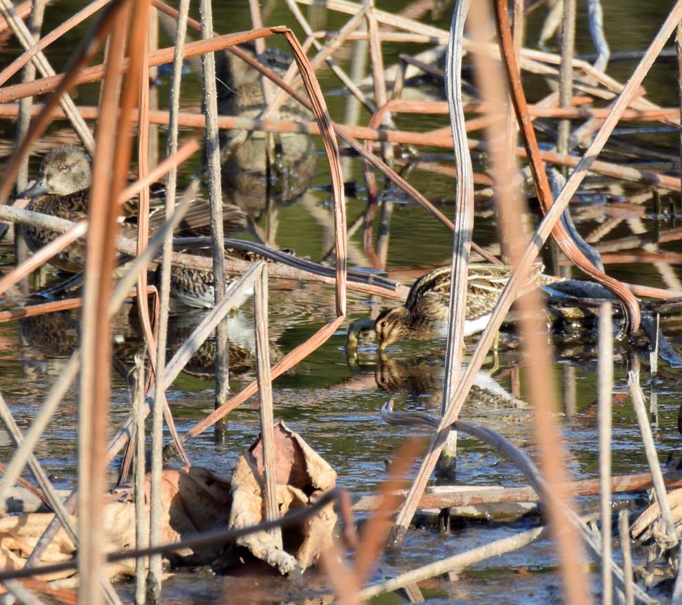 f:id:tonji44:20191216180407j:plain f:id:tonji44:20191216180407j:plain