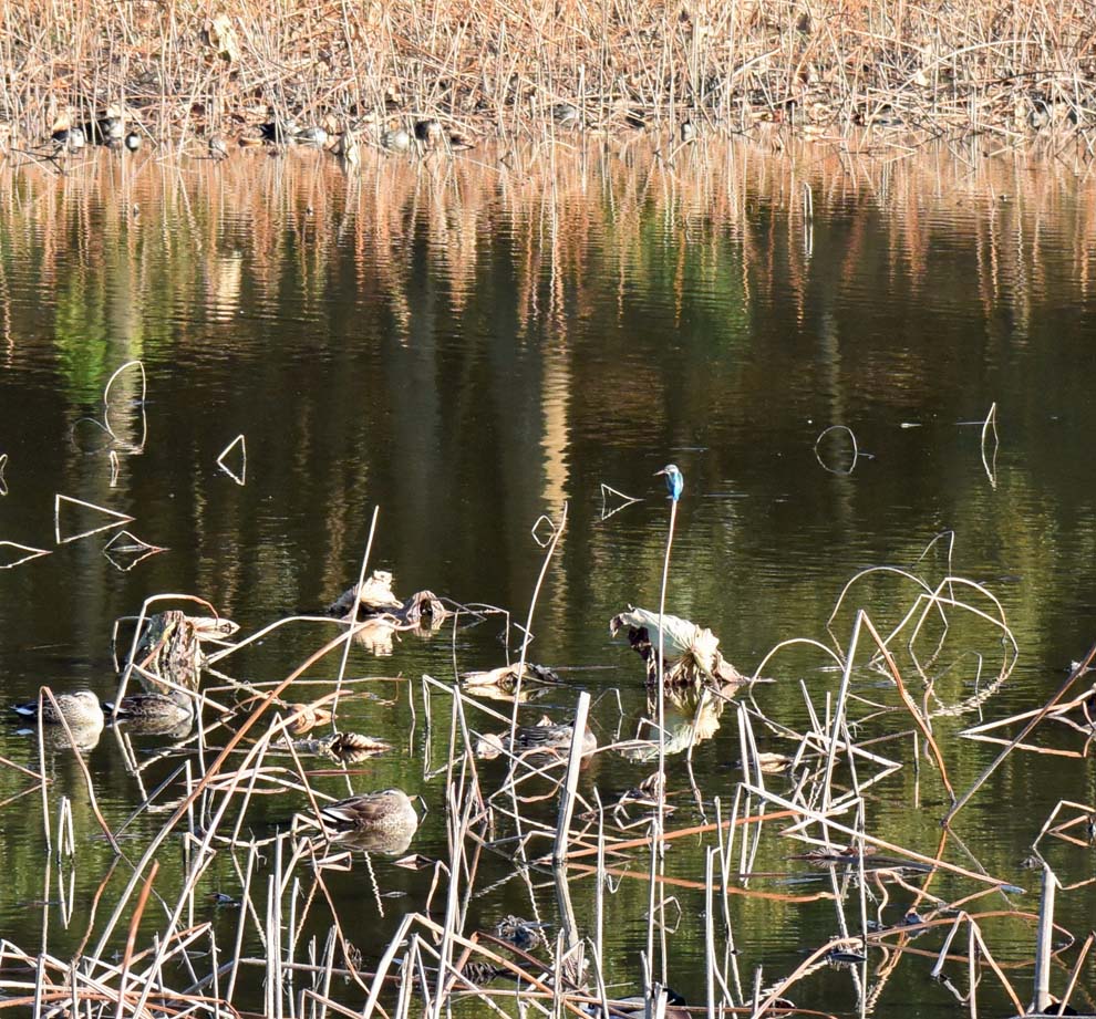 f:id:tonji44:20191216180423j:plain f:id:tonji44:20191216180423j:plain