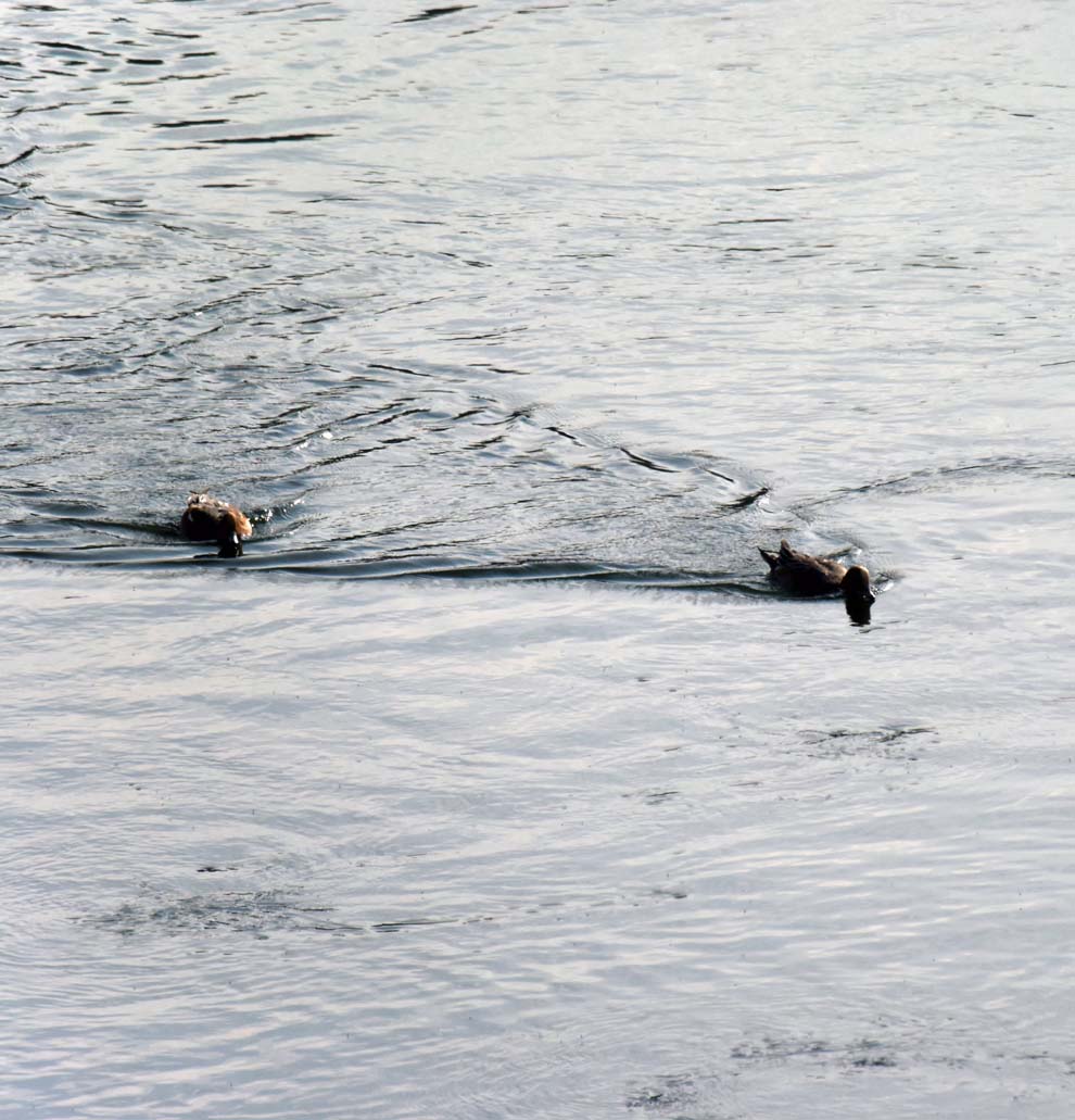 f:id:tonji44:20191216202600j:plain