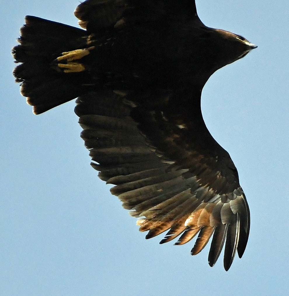 f:id:tonji44:20200109212354j:plain