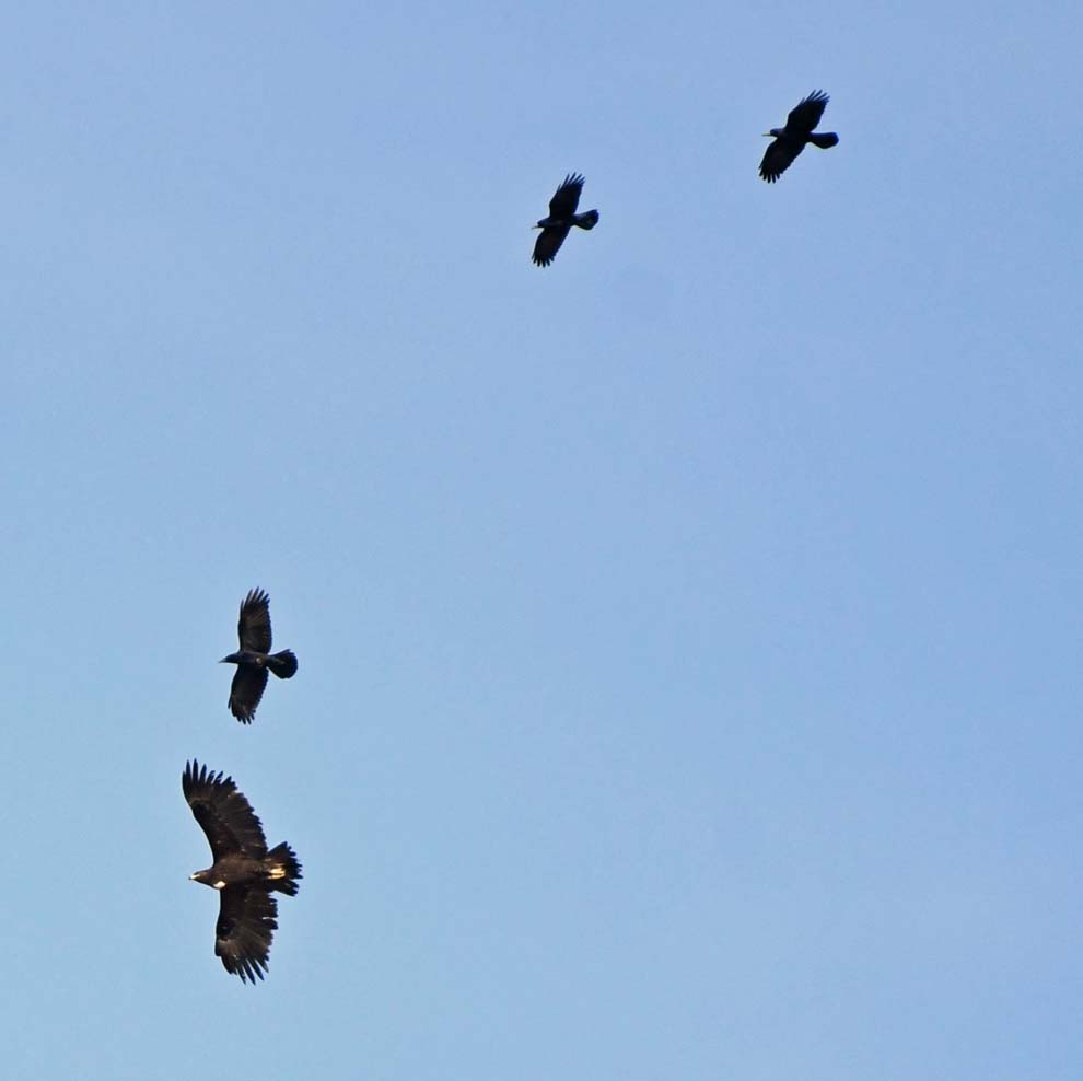 f:id:tonji44:20200109212940j:plain