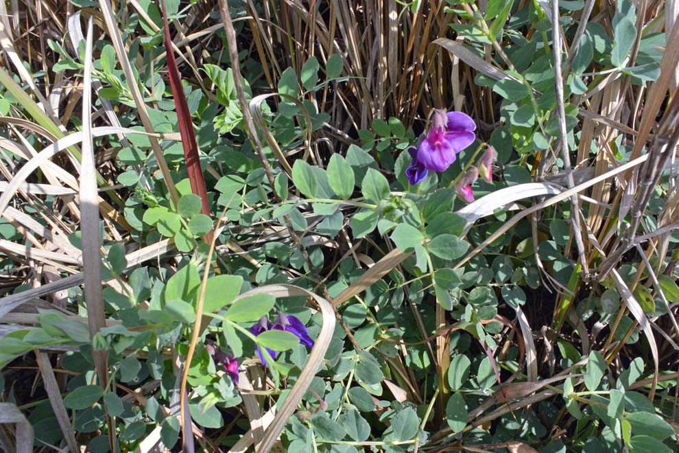 f:id:tonji44:20200302103554j:plain