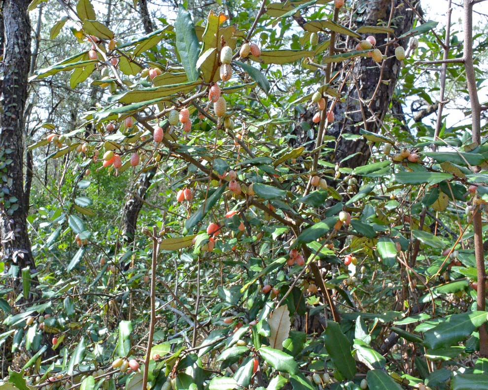 f:id:tonji44:20200302110455j:plain f:id:tonji44:20200302110455j:plain