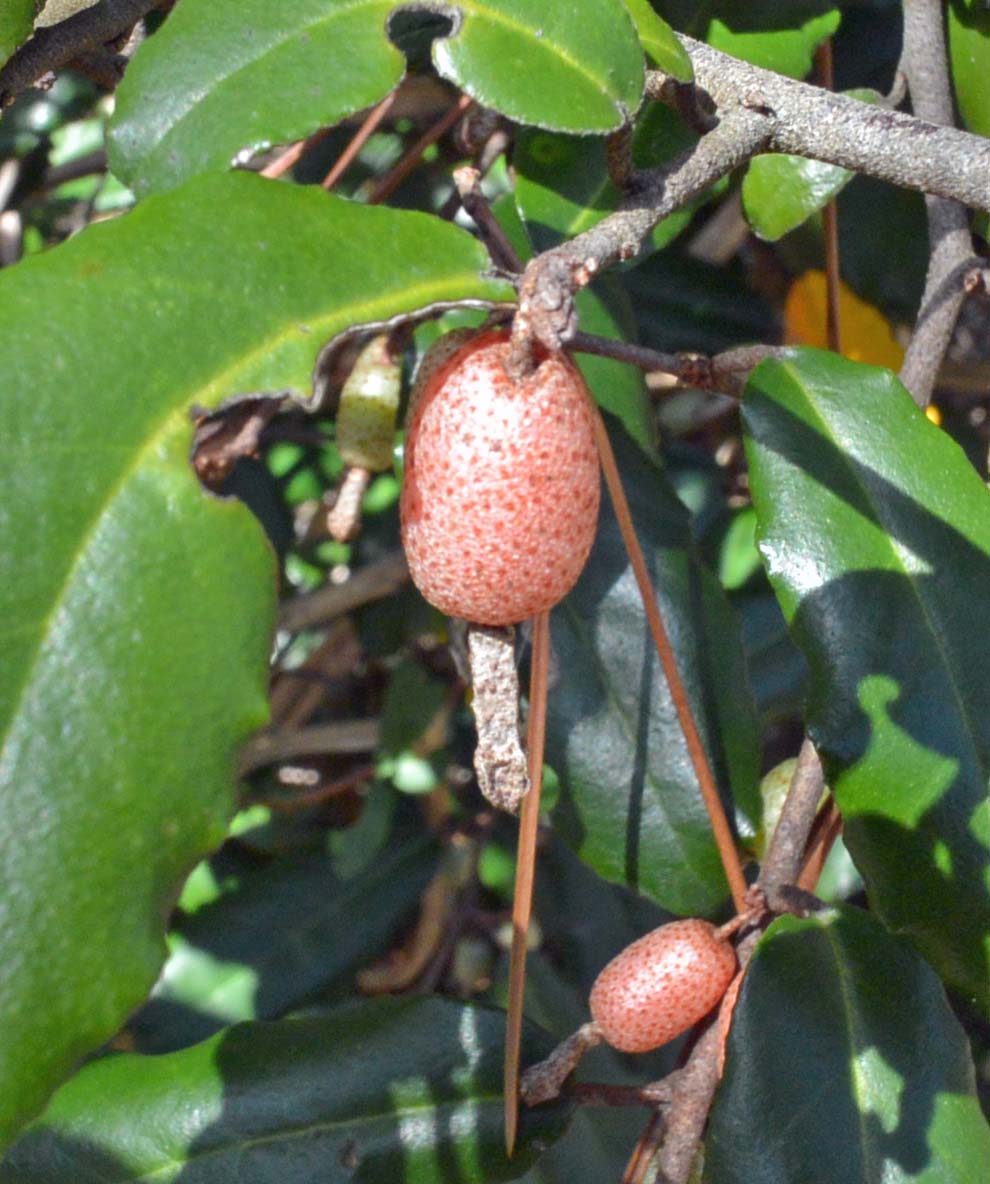 f:id:tonji44:20200302110528j:plain f:id:tonji44:20200302110528j:plain