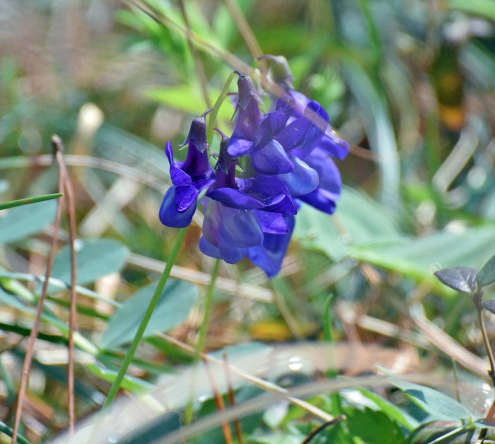 f:id:tonji44:20200302120440j:plain