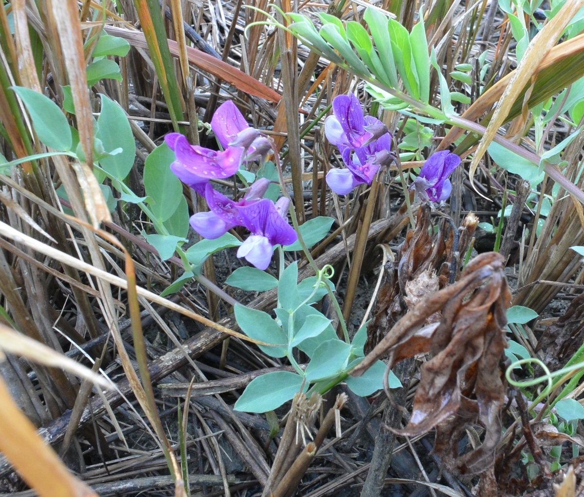 f:id:tonji44:20200304102545j:plain