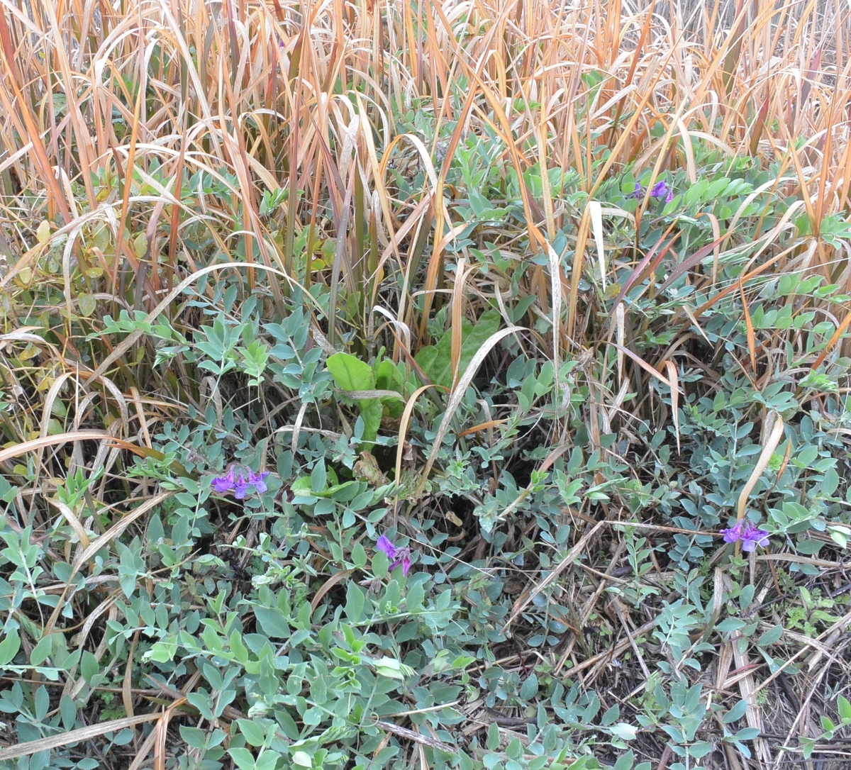 f:id:tonji44:20200304104019j:plain