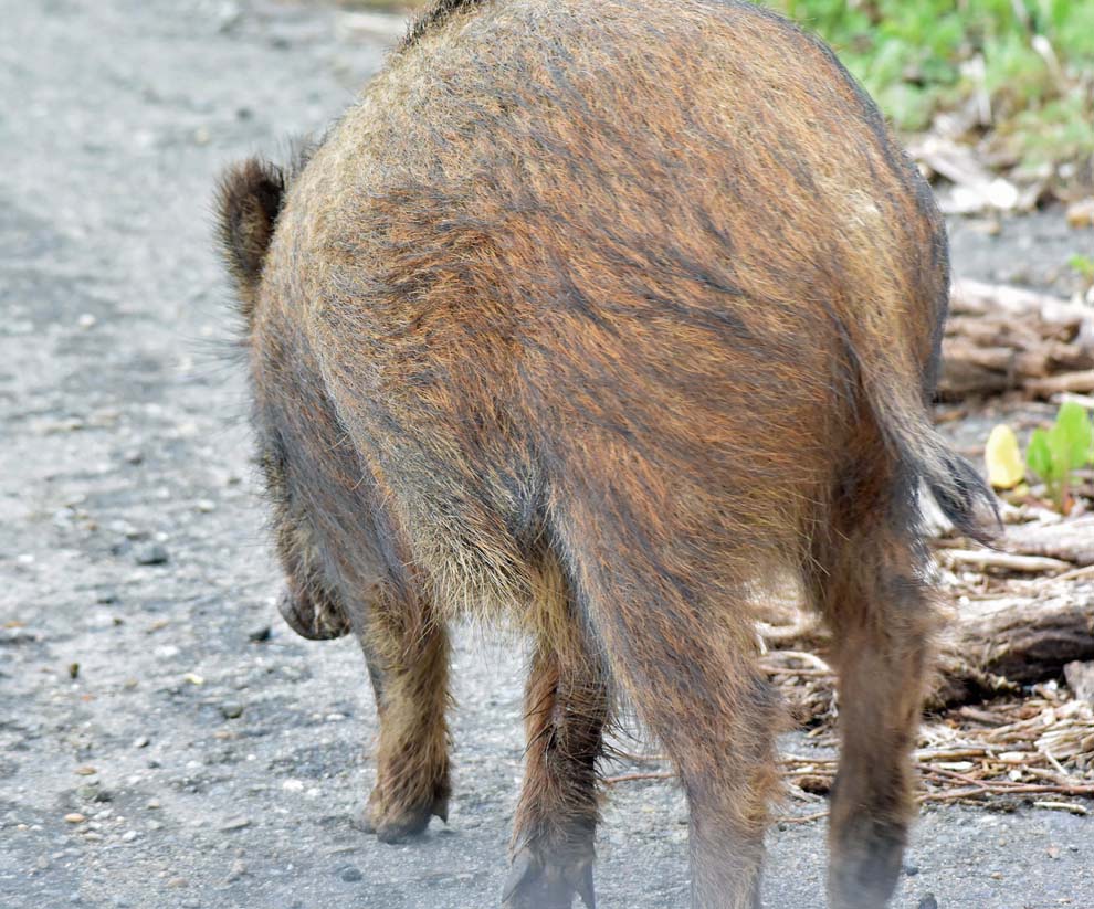 f:id:tonji44:20200304145127j:plain