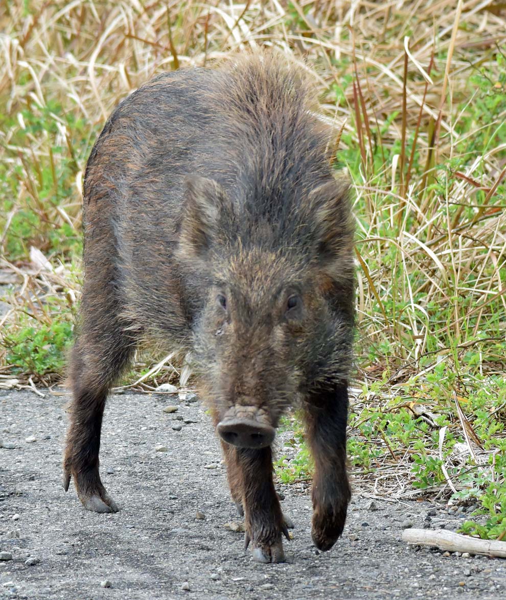 f:id:tonji44:20200304145131j:plain