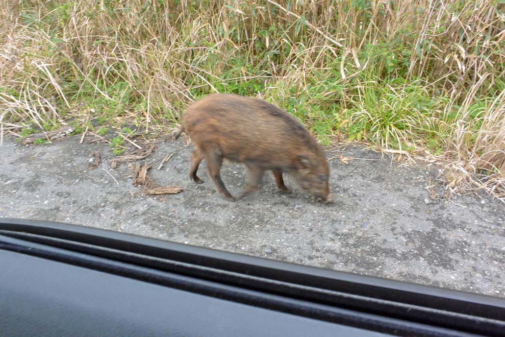 f:id:tonji44:20200304145144j:plain