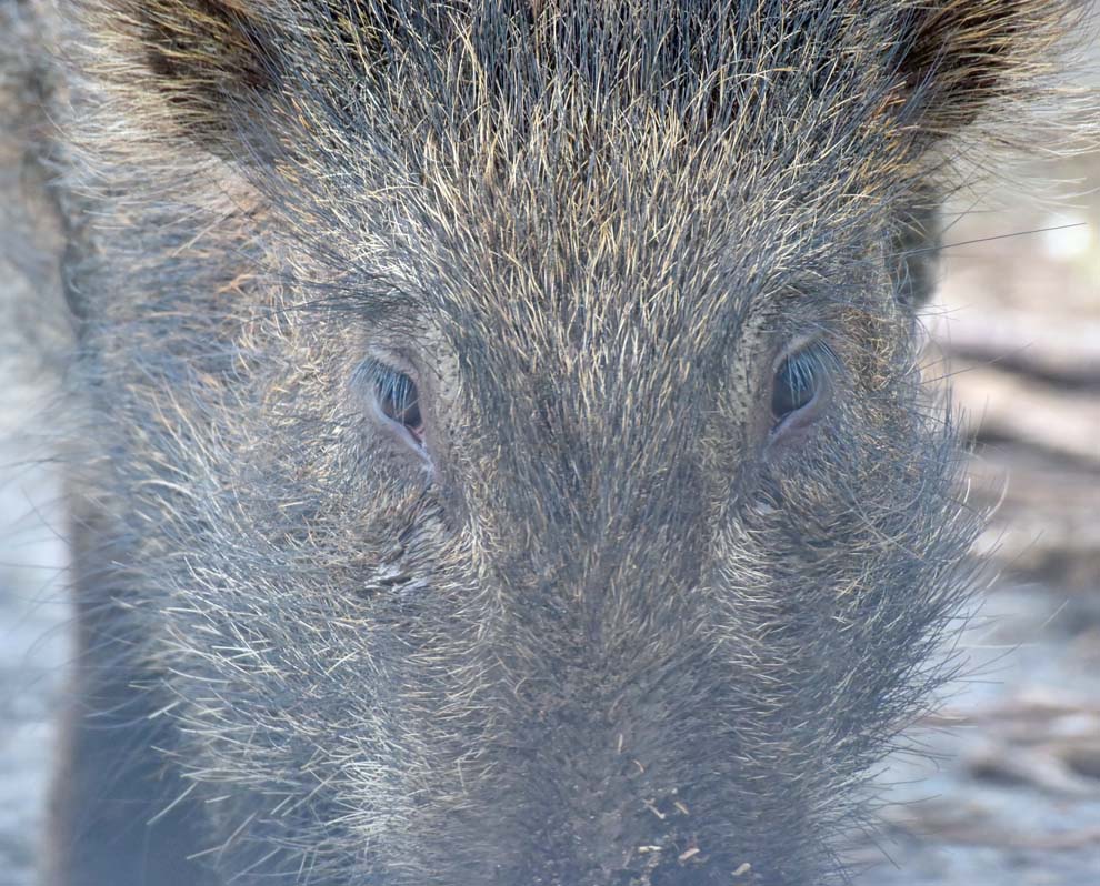 f:id:tonji44:20200304145146j:plain