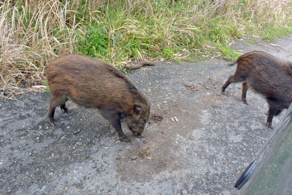 f:id:tonji44:20200304145211j:plain