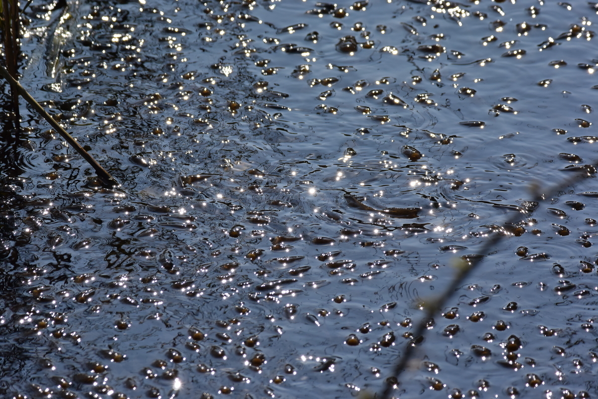 f:id:tonji44:20200306095346j:plain