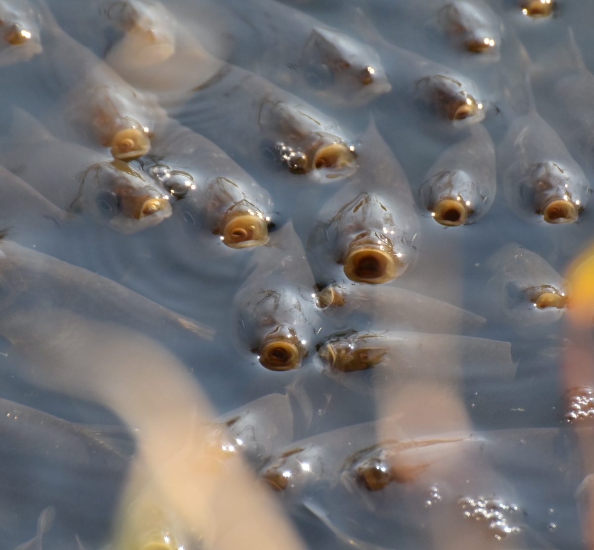 f:id:tonji44:20200306095440j:plain