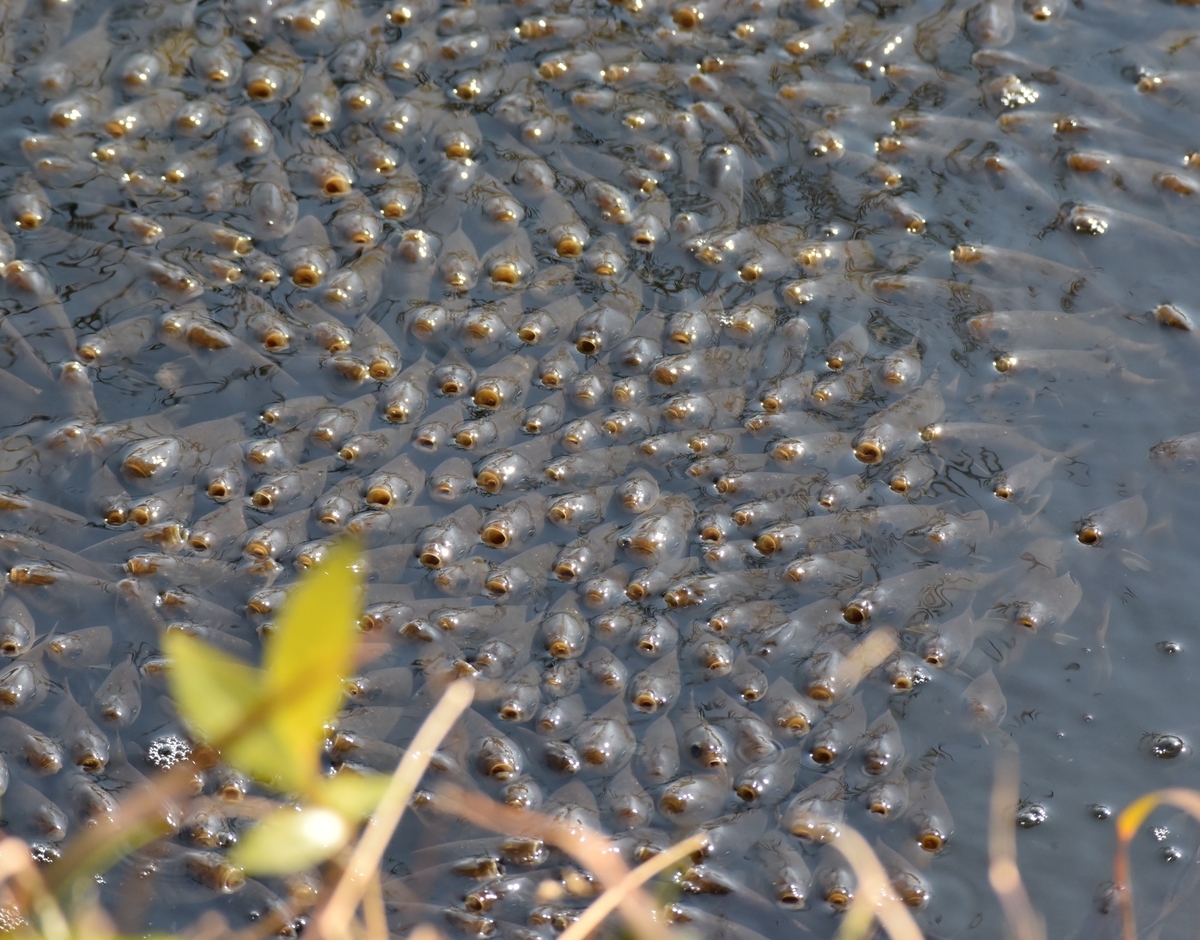 f:id:tonji44:20200306095453j:plain