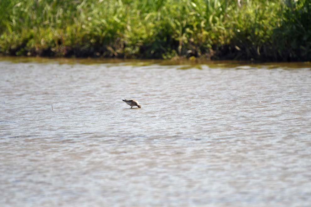 f:id:tonji44:20200425100425j:plain