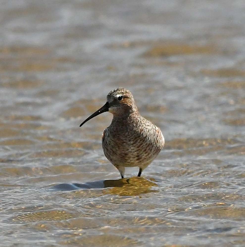 f:id:tonji44:20200425100446j:plain