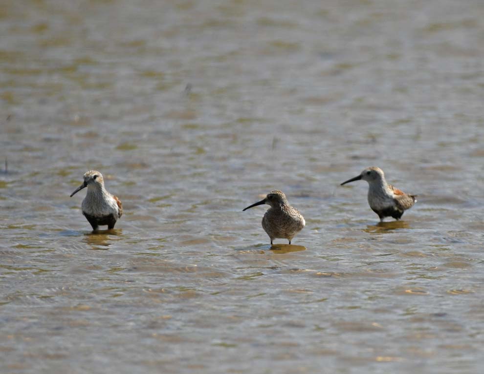 f:id:tonji44:20200425100455j:plain