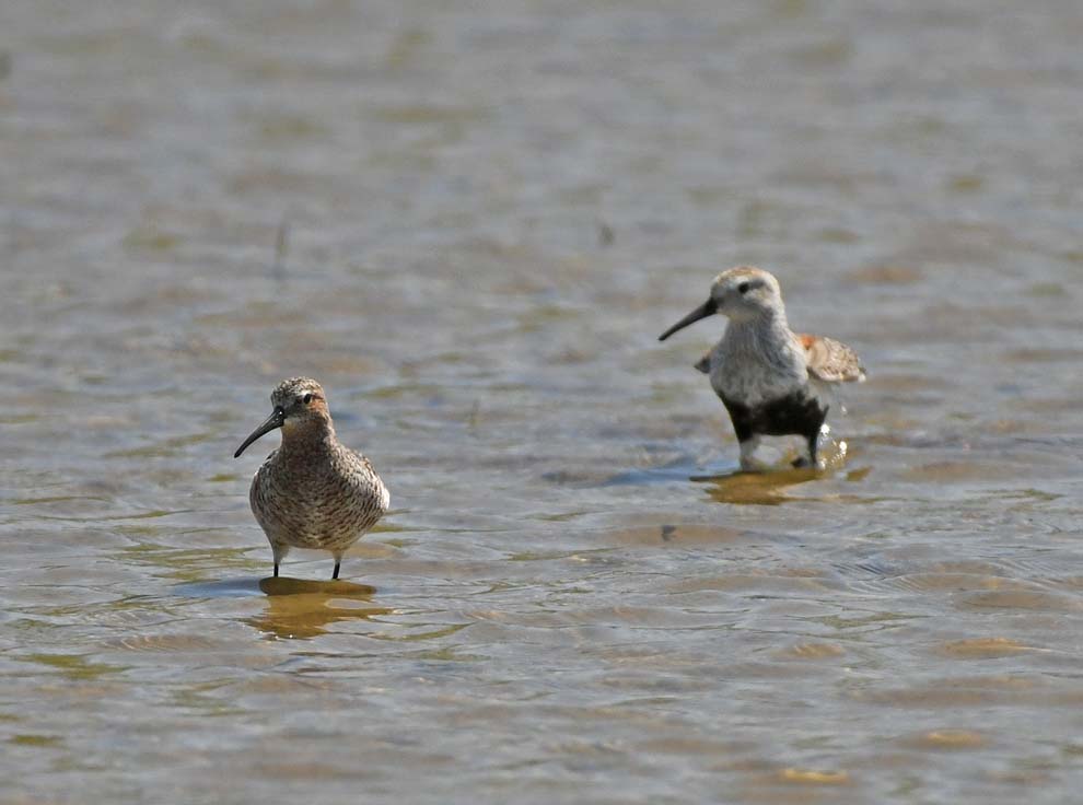 f:id:tonji44:20200425100503j:plain