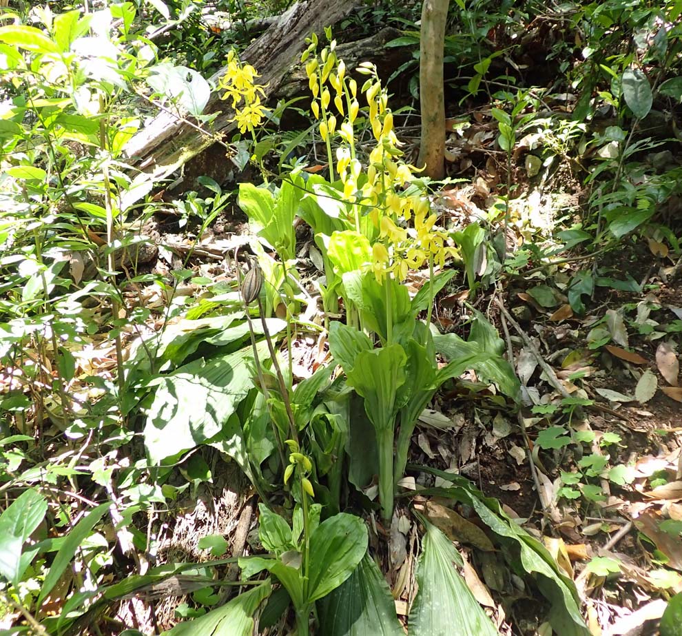 f:id:tonji44:20200428132718j:plain