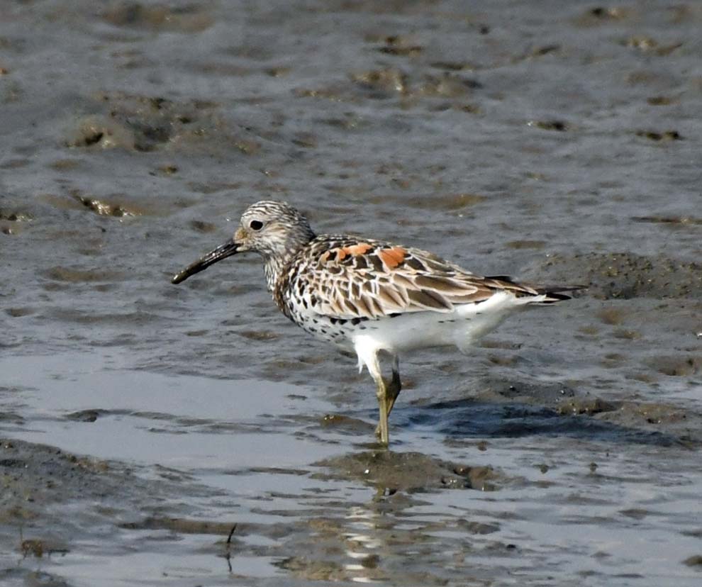 f:id:tonji44:20200428221949j:plain