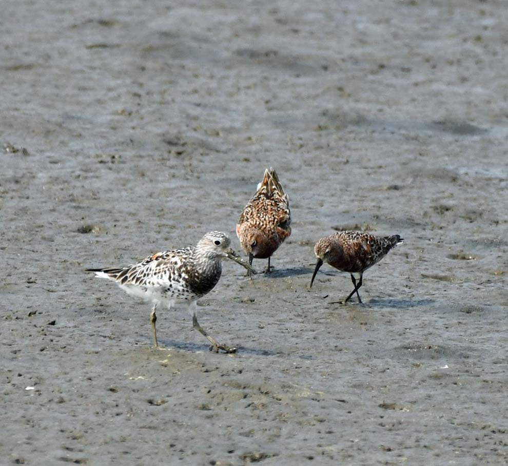 f:id:tonji44:20200428222105j:plain