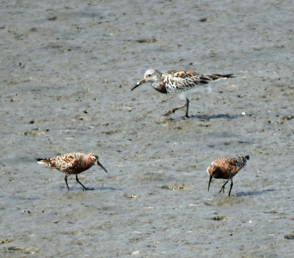 f:id:tonji44:20200428222133j:plain