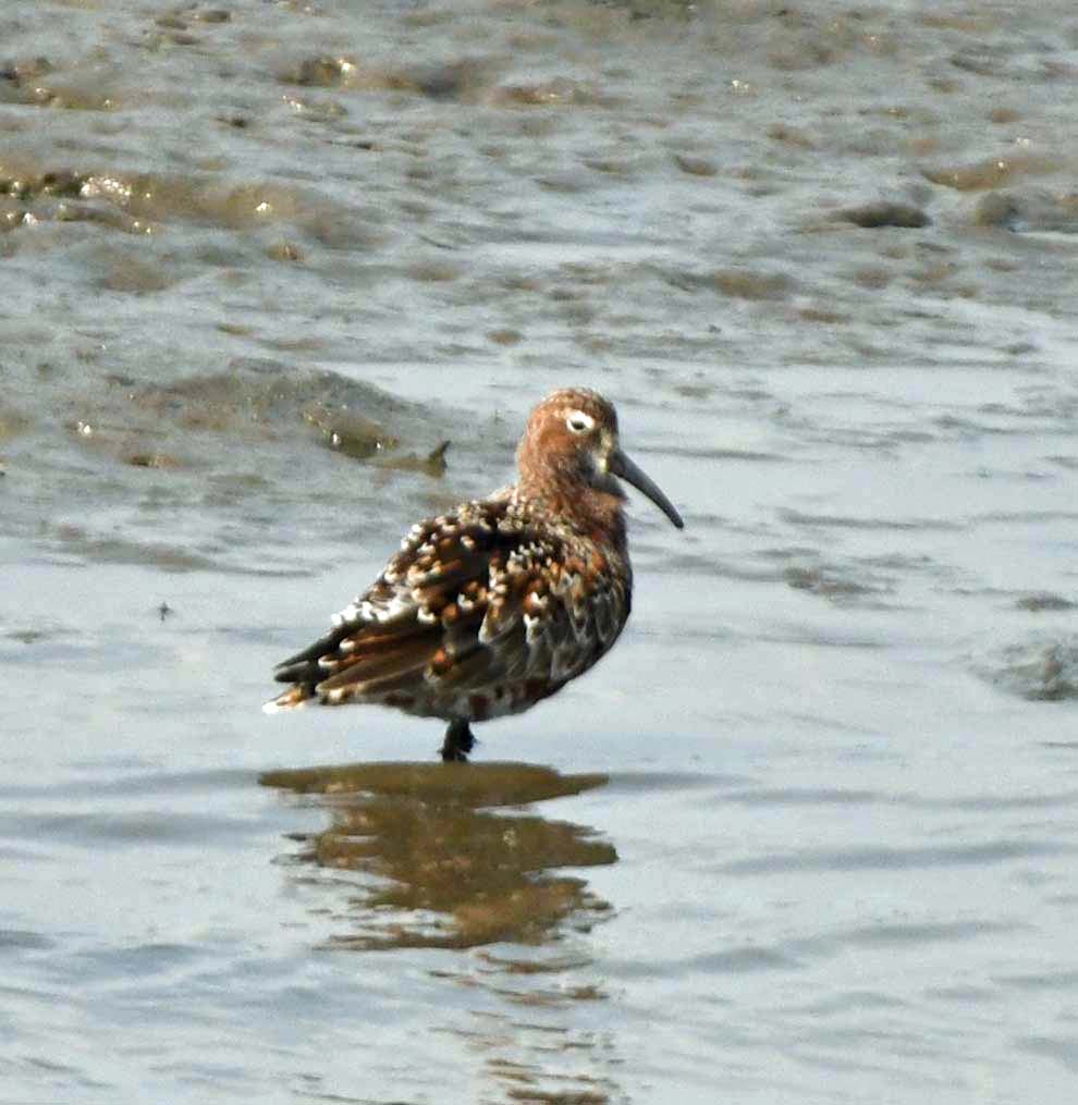 f:id:tonji44:20200428222146j:plain