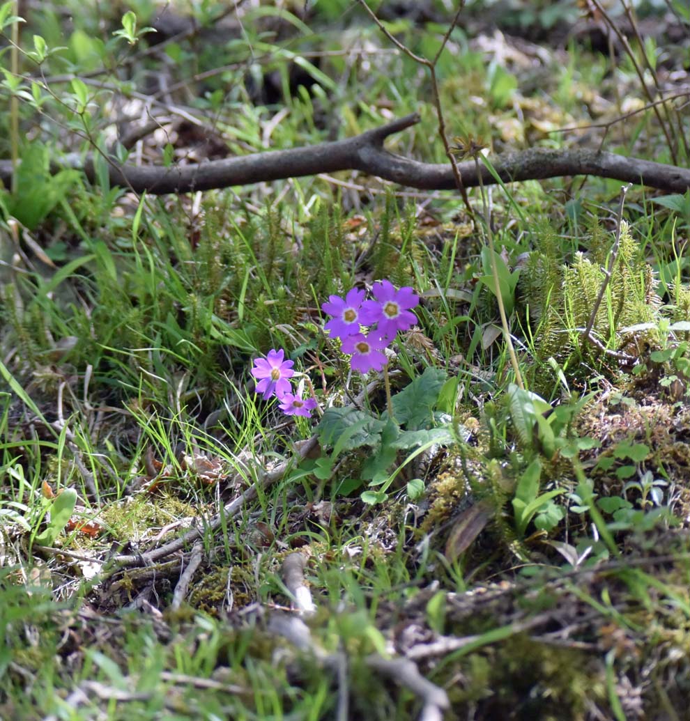 f:id:tonji44:20200502142454j:plain