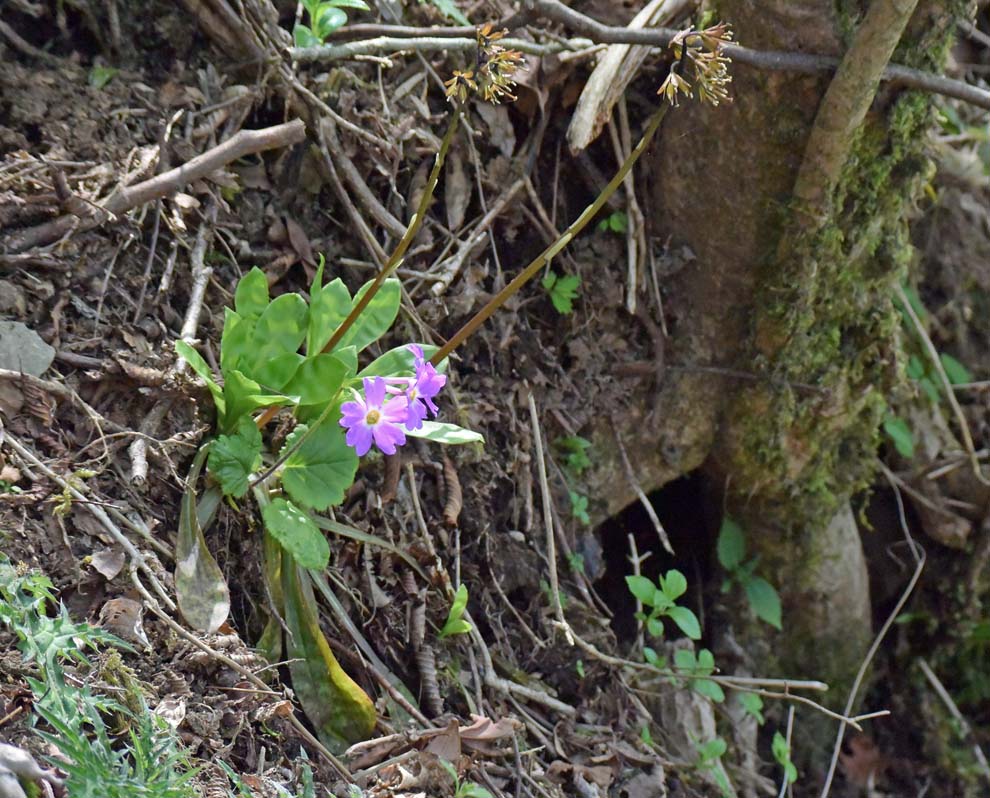 f:id:tonji44:20200502142506j:plain