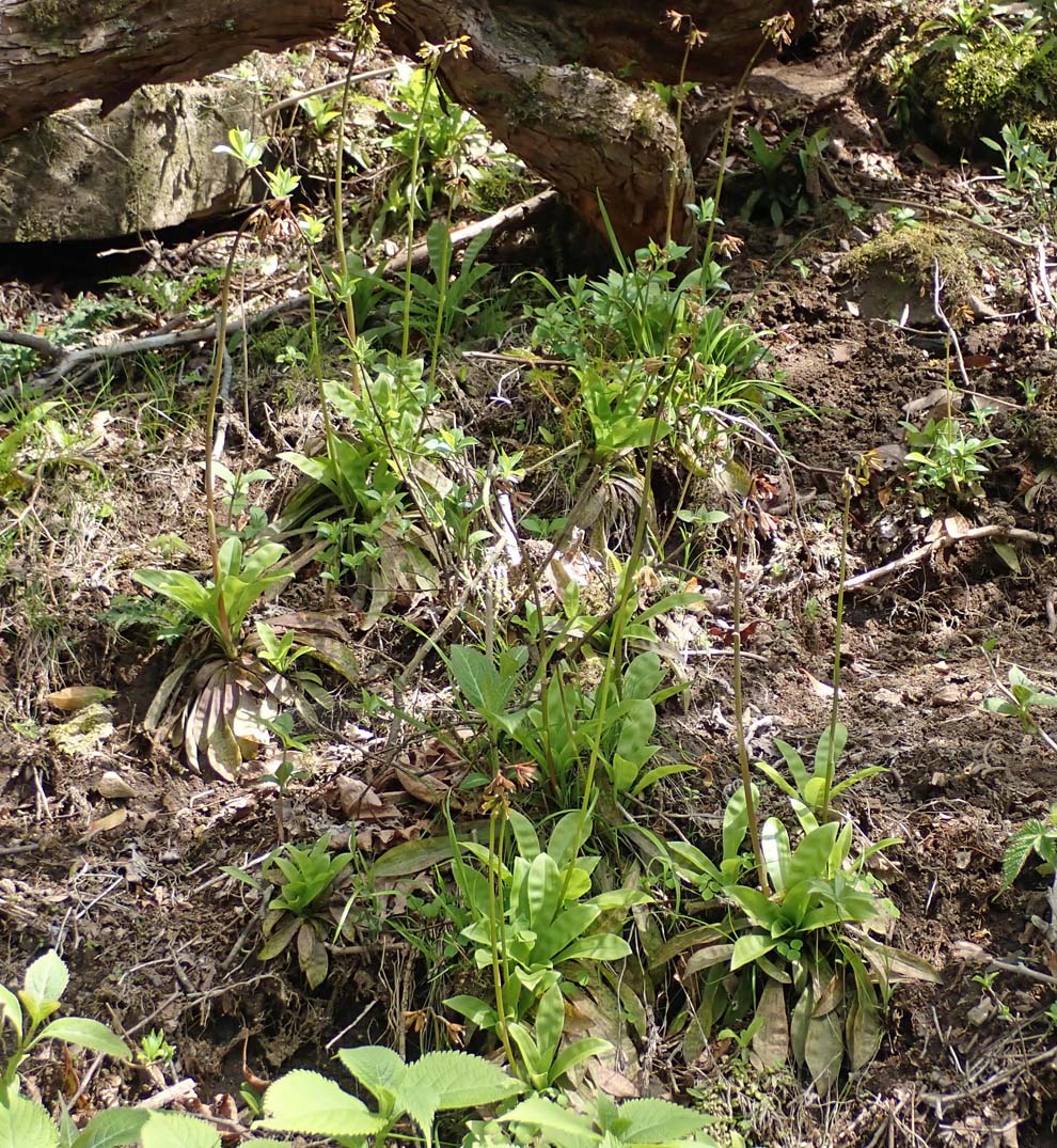 f:id:tonji44:20200502142526j:plain