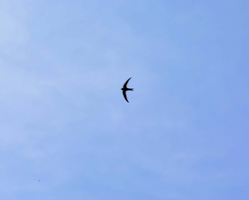 f:id:tonji44:20200502142632j:plain