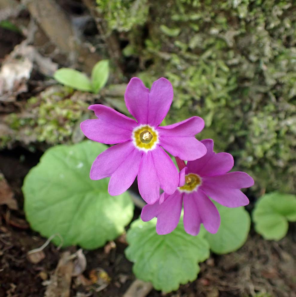 f:id:tonji44:20200503151409j:plain