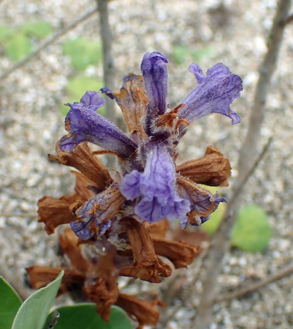 f:id:tonji44:20200515141249j:plain