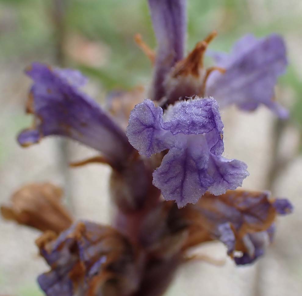 f:id:tonji44:20200515141258j:plain