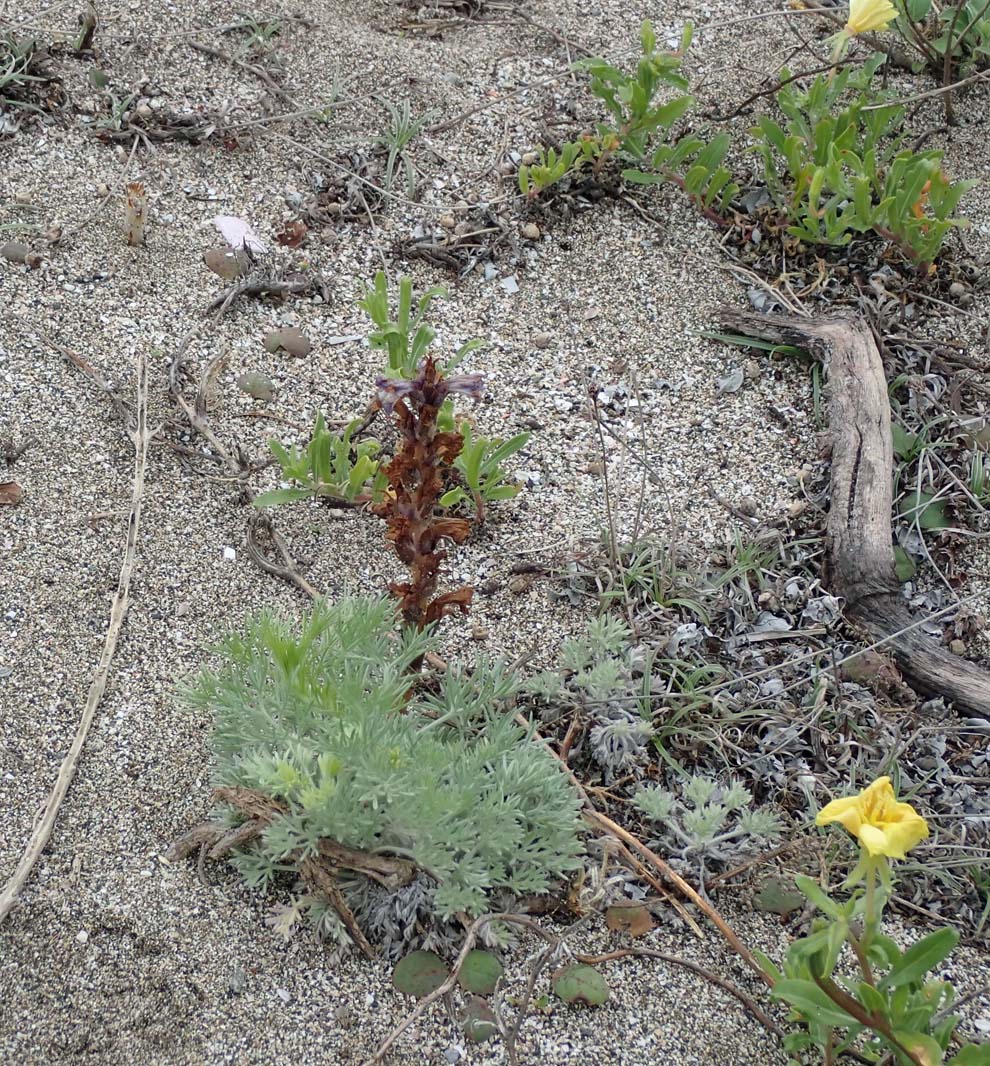 f:id:tonji44:20200515141307j:plain