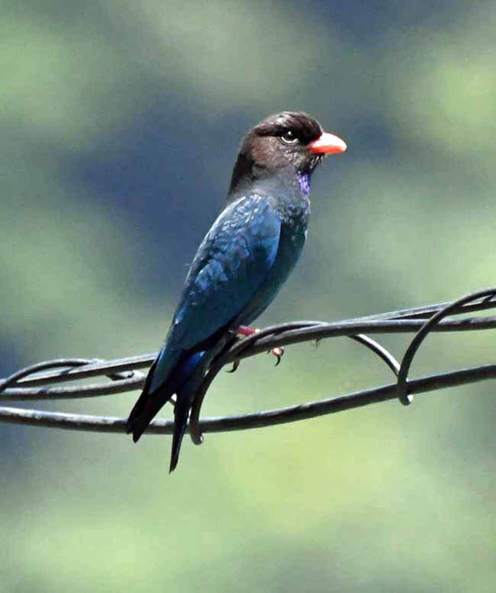 f:id:tonji44:20200530175104j:plain