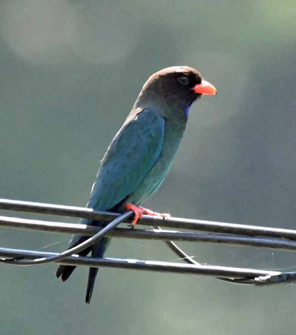 f:id:tonji44:20200530175112j:plain