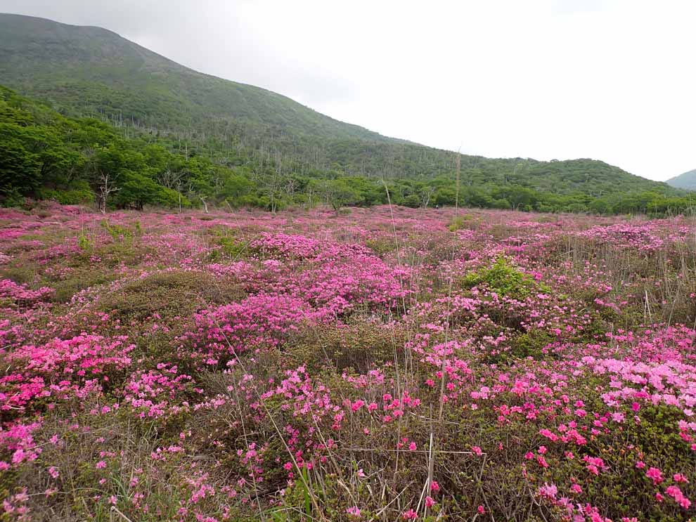 f:id:tonji44:20200531175609j:plain f:id:tonji44:20200531175609j:plain